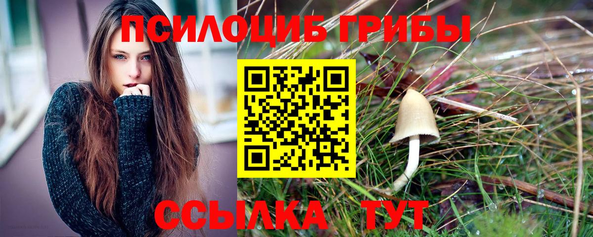 Псилоцибиновые грибы Psilocybe Новоалександровск
